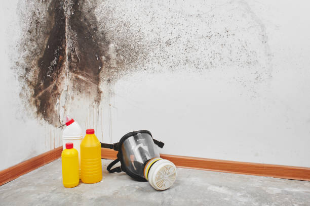 Best Emergency Mold Removal  in Ordway, CO