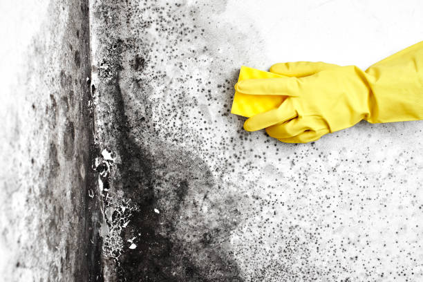 Best Mold Remediation  in Ordway, CO