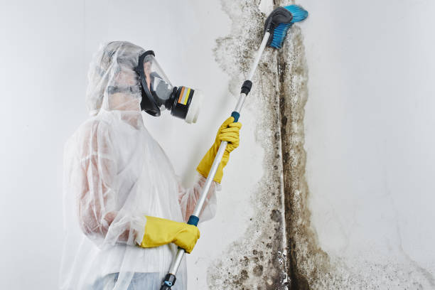 Best Best Mold Removal Companies  in Ordway, CO