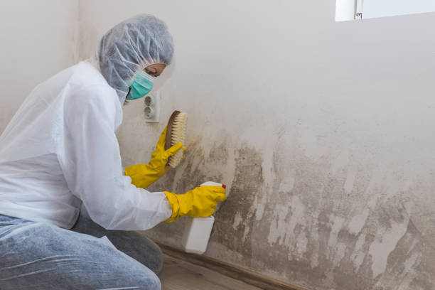 Best Toxic Mold Removal  in Ordway, CO