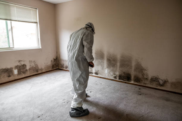 Best Mold Removal and Inspection  in Ordway, CO