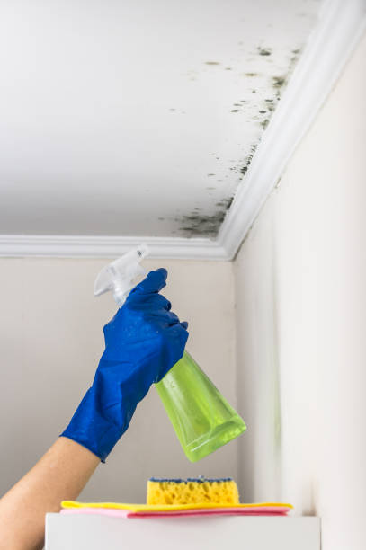 Best Mold Removal Company Near Me  in Ordway, CO